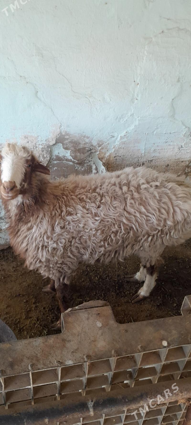 Goýun Гойын - Ruhabat (90-njy razýezd) - img 1