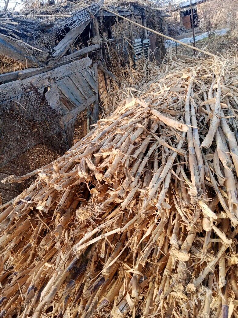 bambuk kamys corny patalok - Чарджоу - img 1