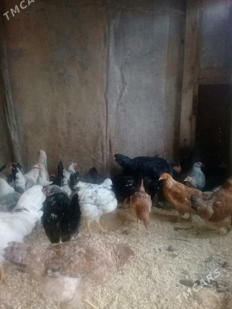 towuk - Фарап - img 1