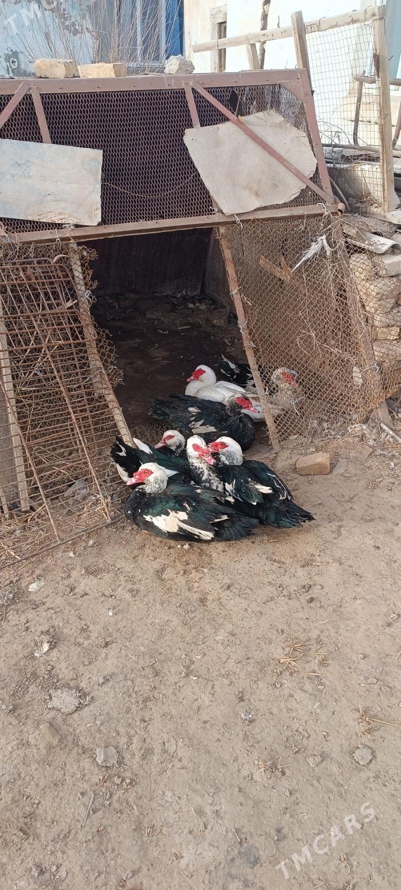 indautga - Mary - img 1