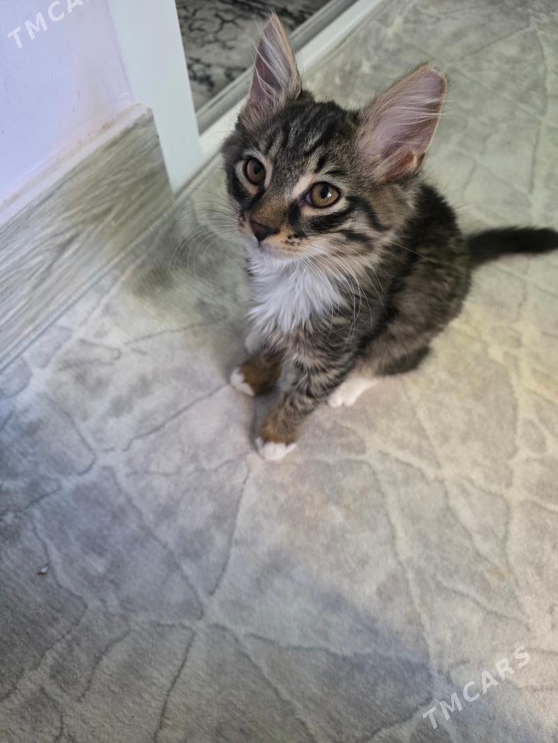 Pisik - Гаудан "Б" - img 1