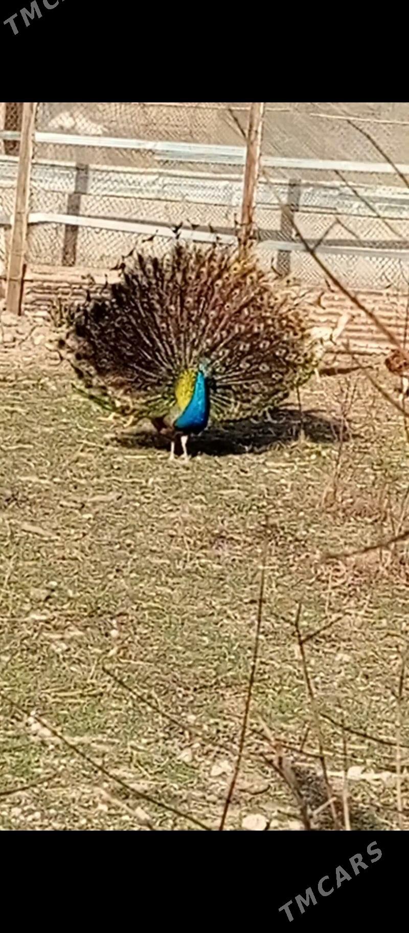 Тавус гуш - Türkmenabat - img 1