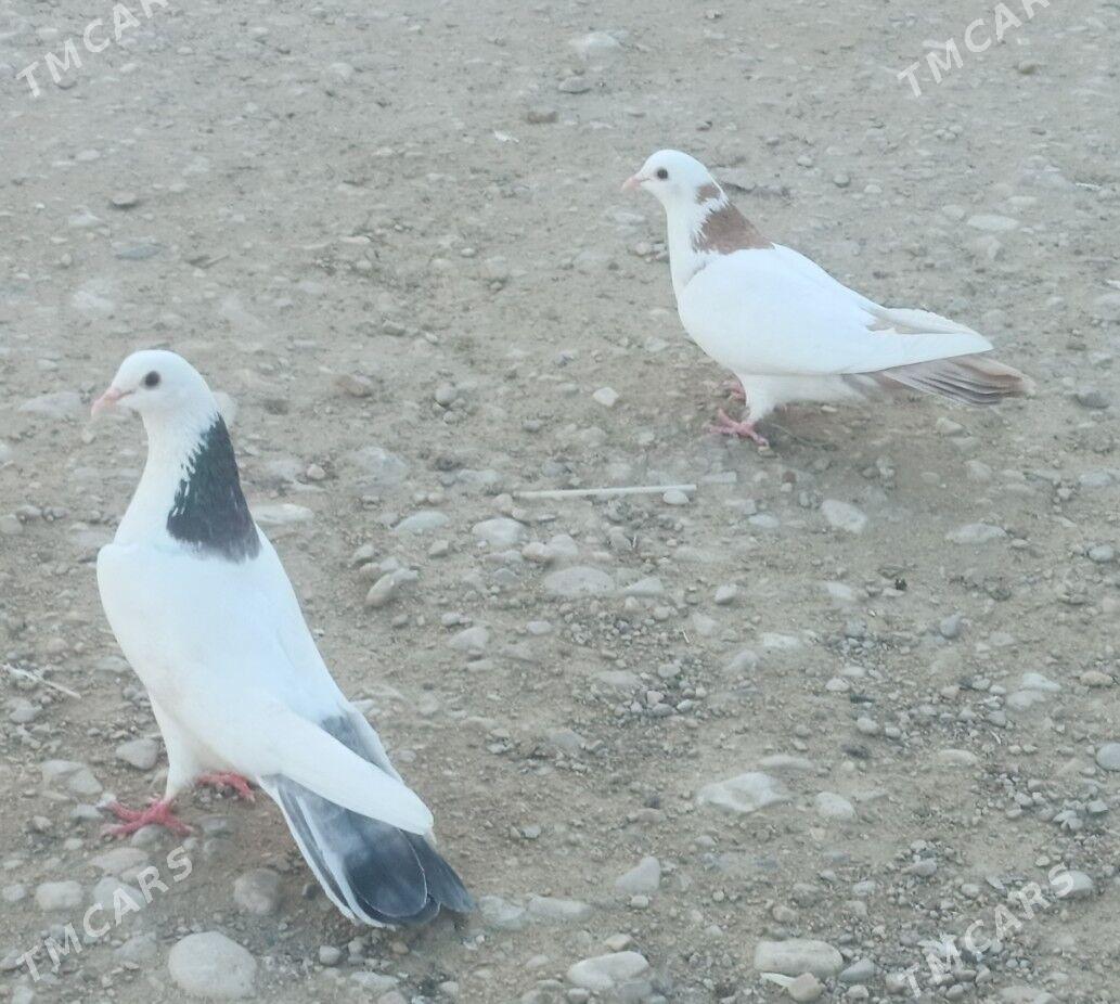 kepderi - Балканабат - img 1