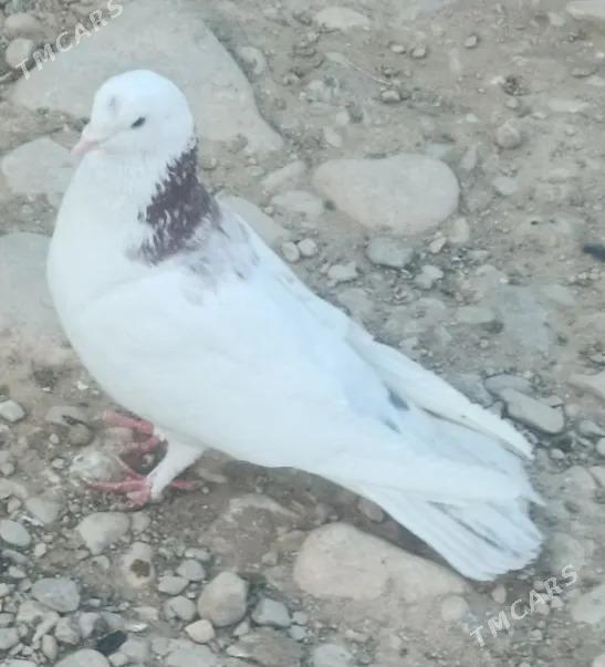 kepderi - Balkanabat - img 1