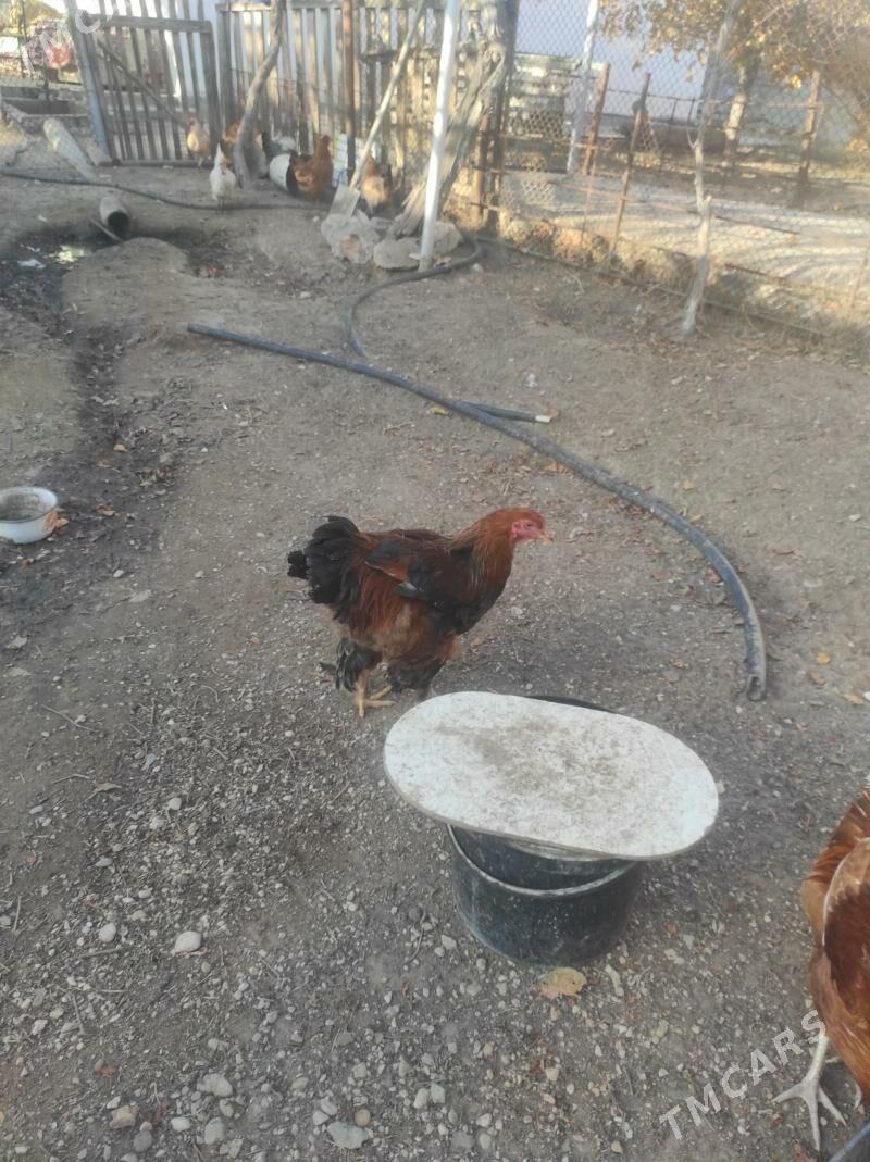 brama biraz - Balkanabat - img 1