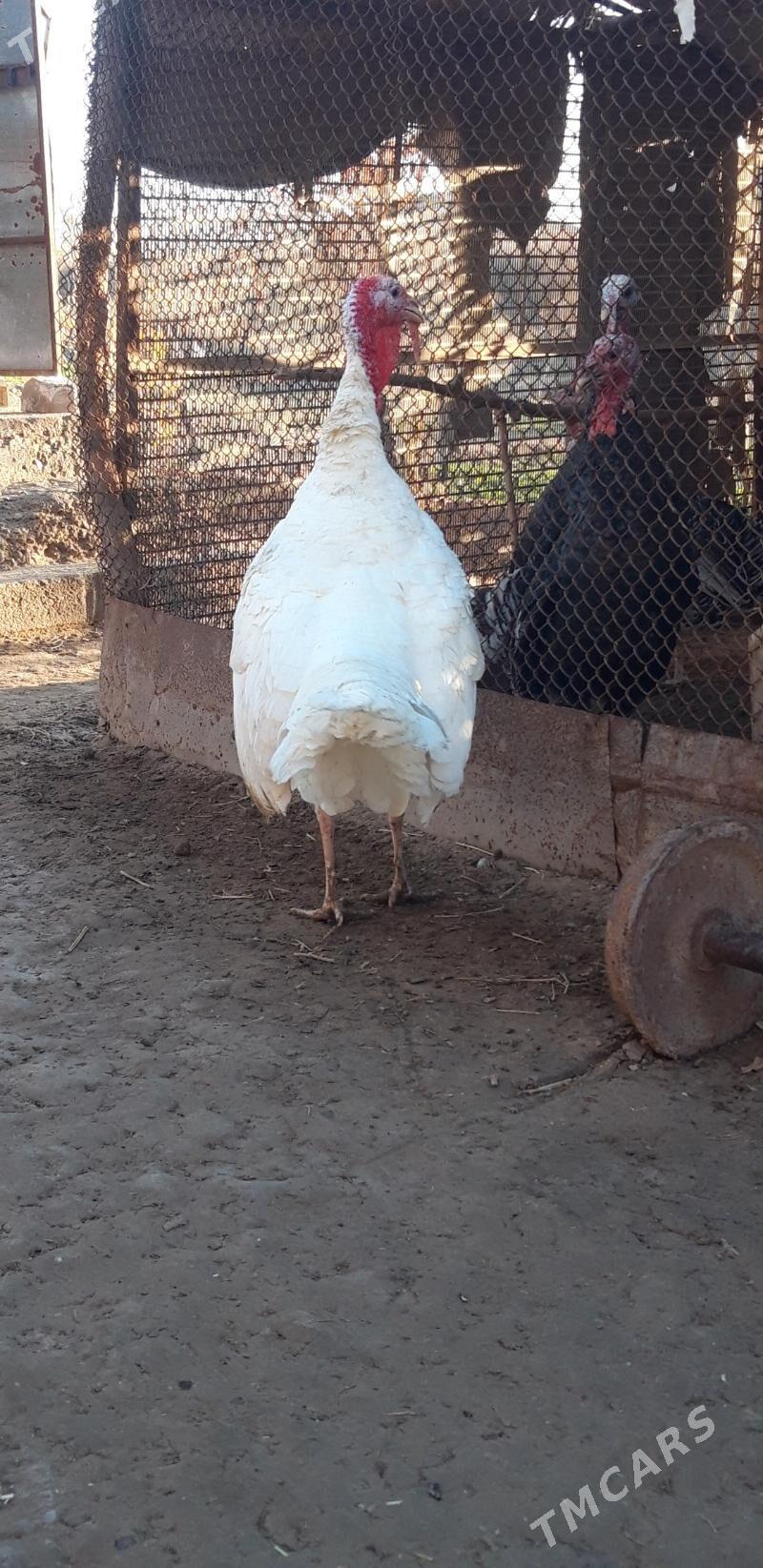 inuduk horaz - Babadaýhan - img 1