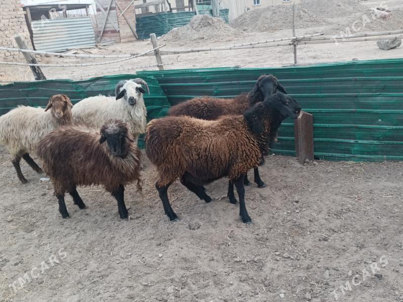 koc we geci - Farap - img 1