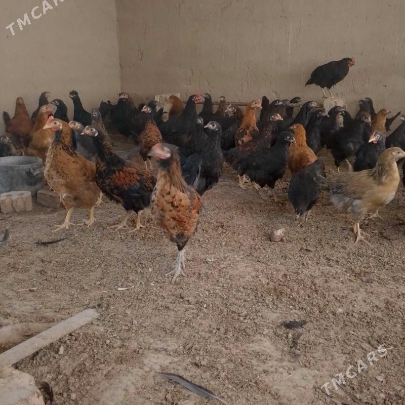 jüýje - Murgap - img 1