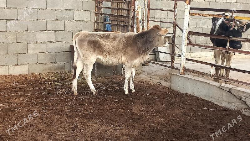 Şiwet tüwe. - Aşgabat - img 1