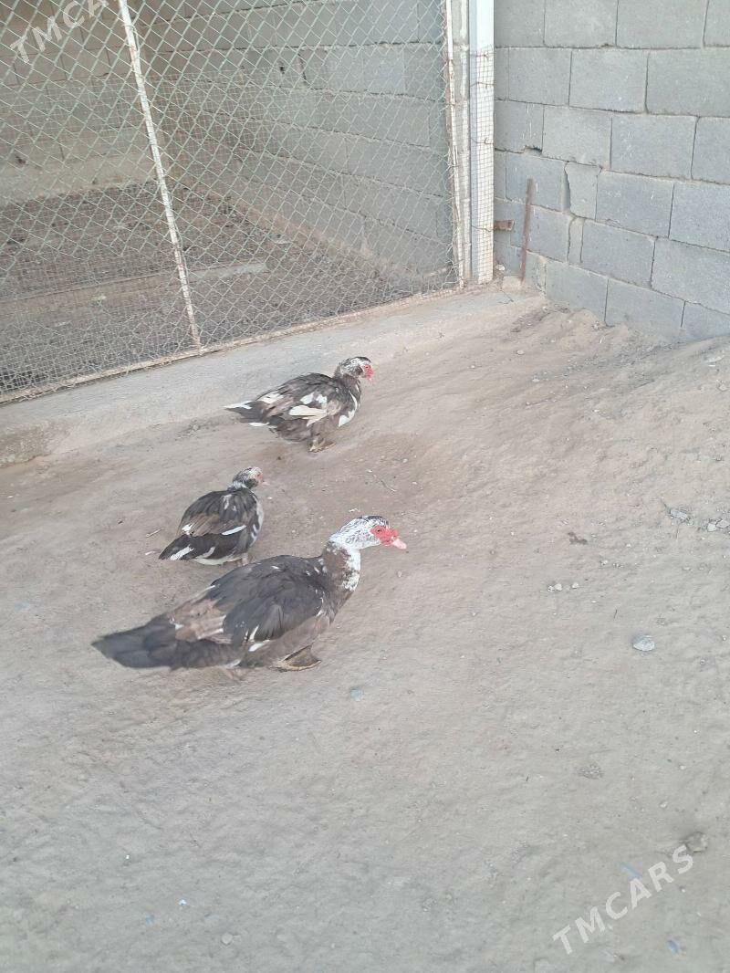 indautga - Ашхабад - img 1