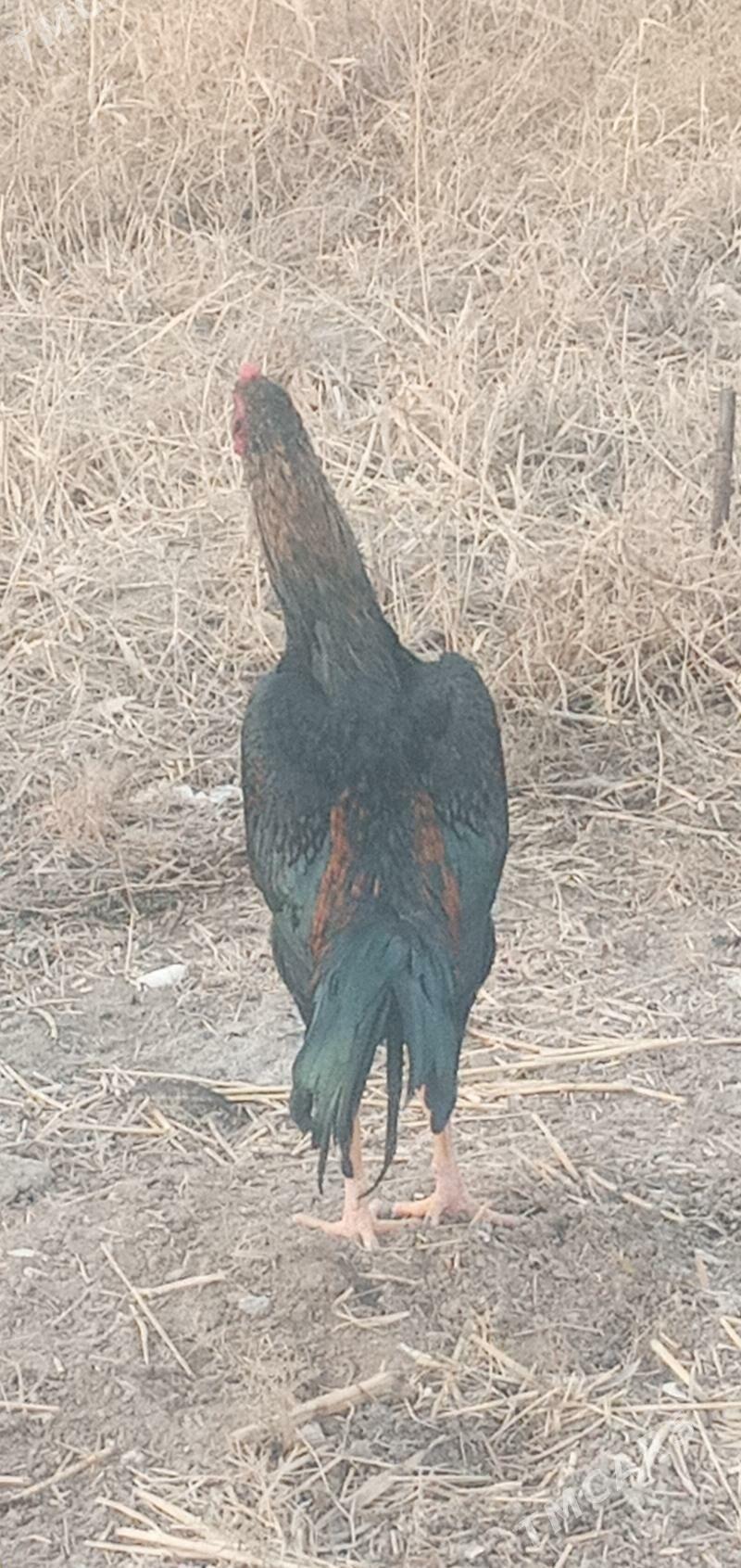 Paroda Horaz - Wekilbazar - img 1