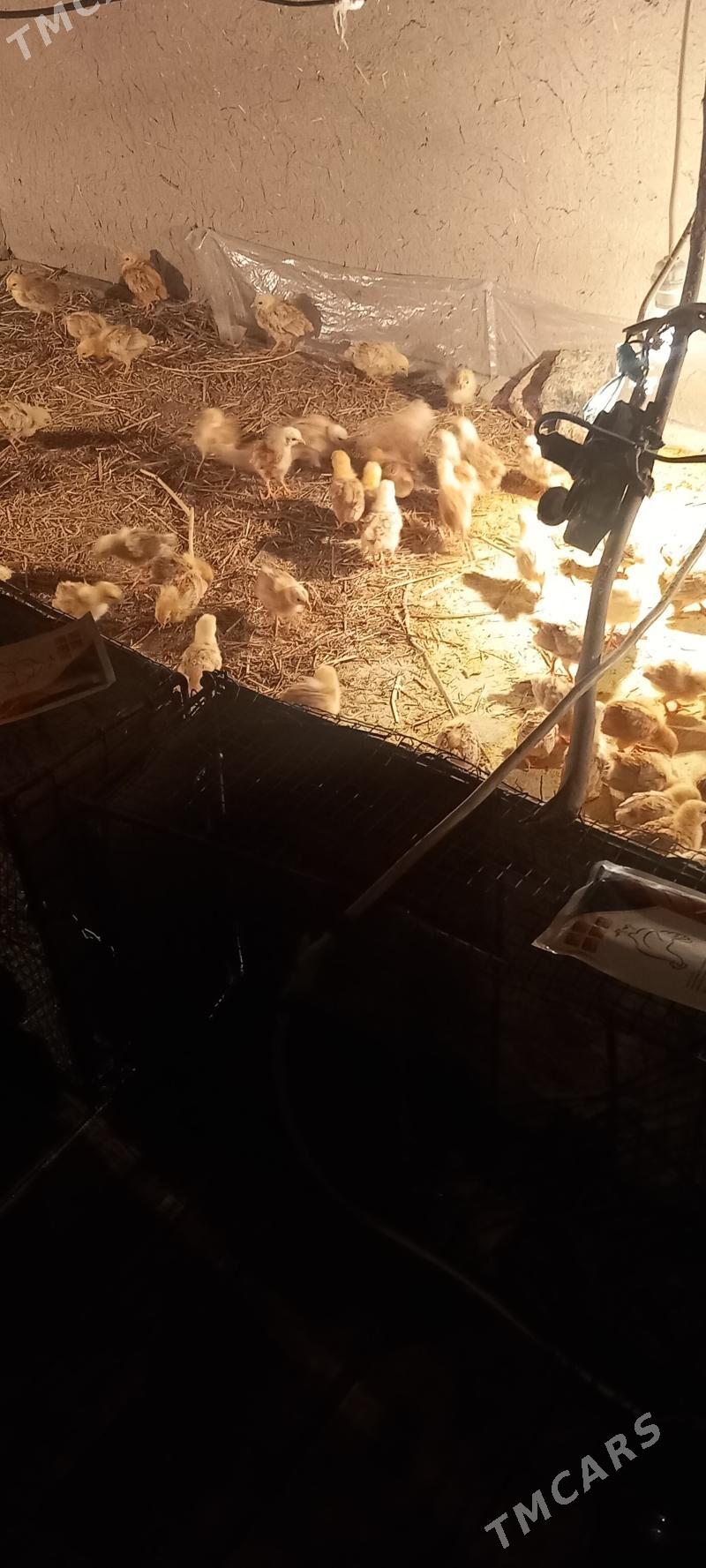 juje towuk - Akdepe - img 1