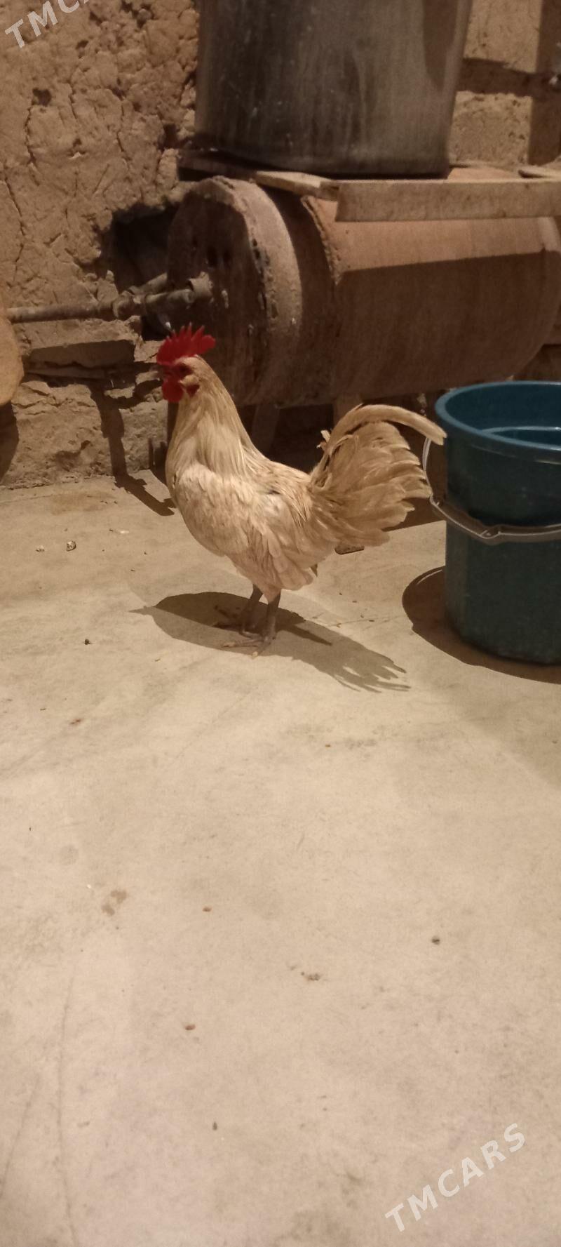 horaz karlik - Akdepe - img 1