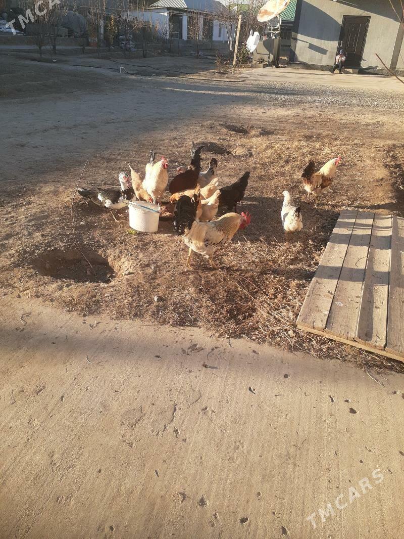 Elin towklar - Багир - img 1