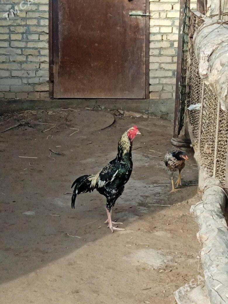 Baýsy horaz - Чарджоу - img 1