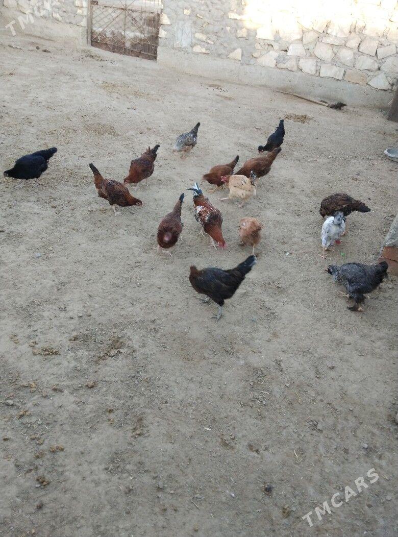 towuk - Эсенгулы - img 1