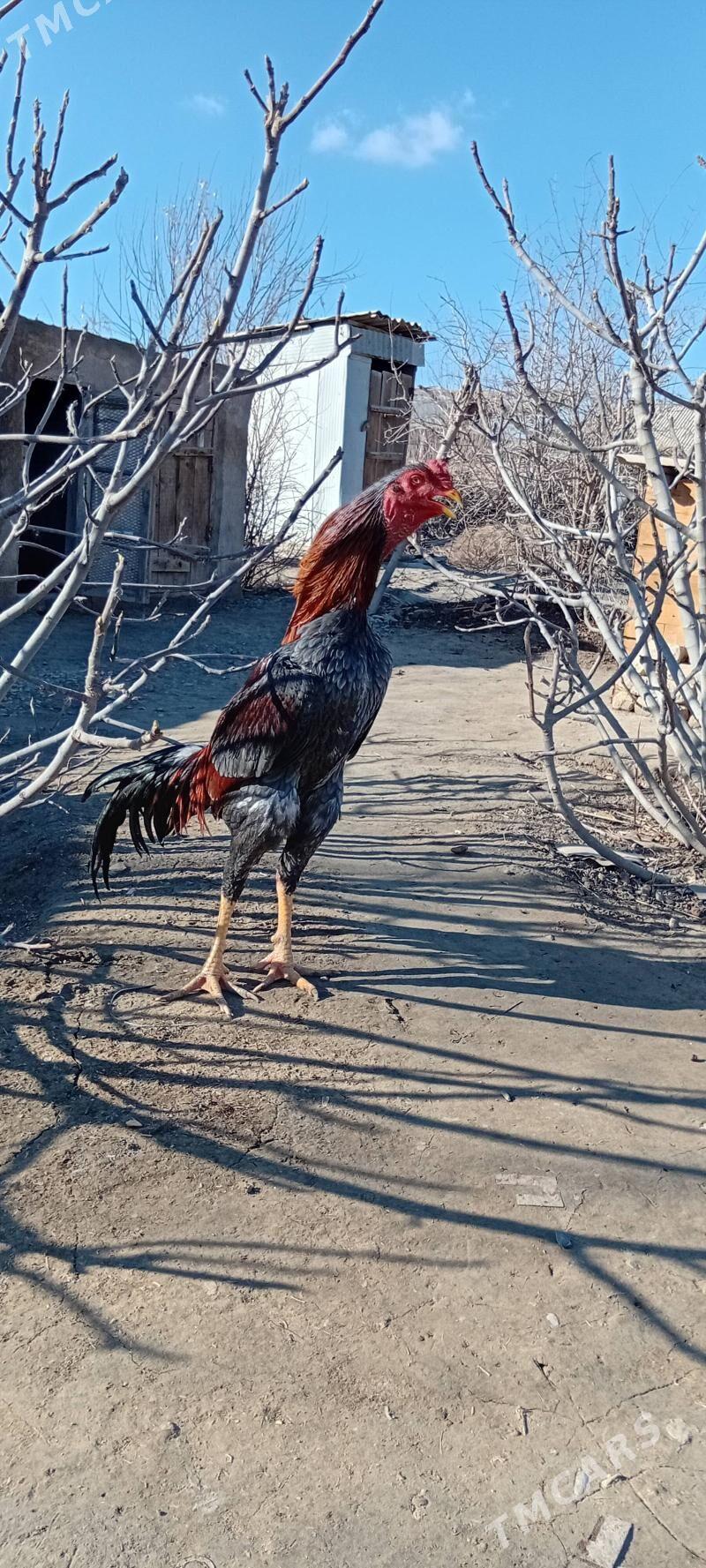 Bayes juyje - Baýramaly - img 1