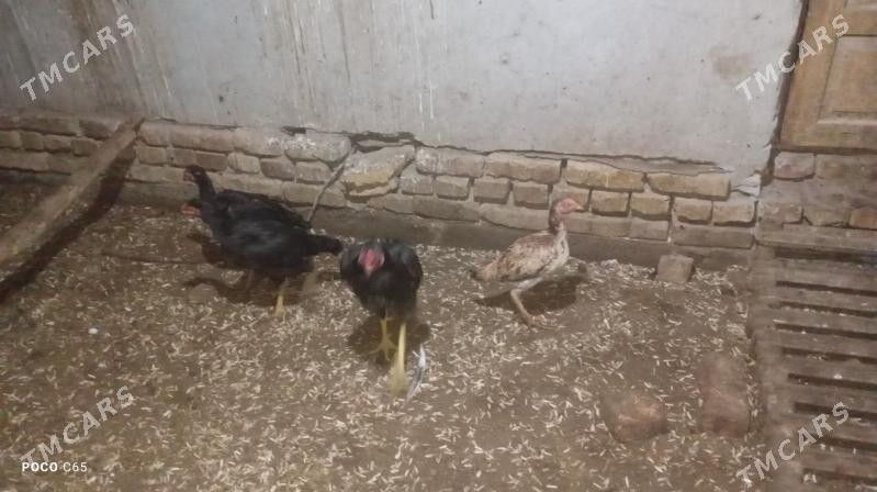 baysylar - Şabat etr. - img 1