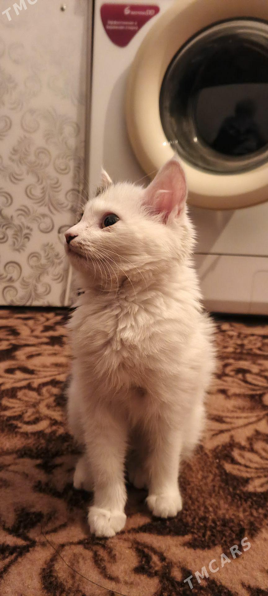 Pişik котёнок - Дашогуз - img 1