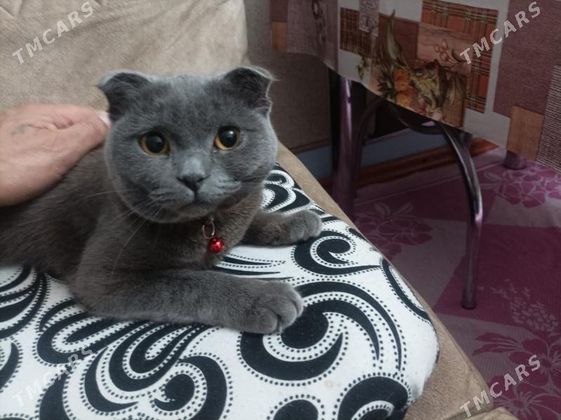 pisik - Türkmenabat - img 1