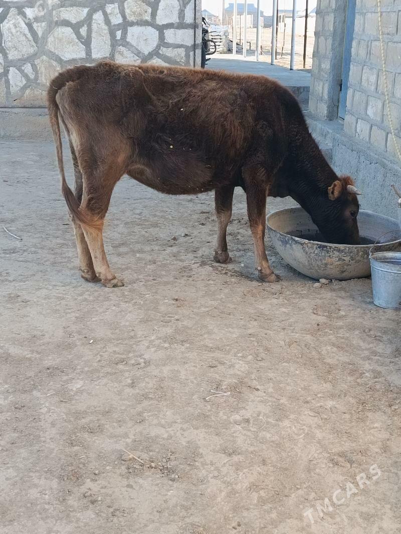 sygyr - Этрек - img 1