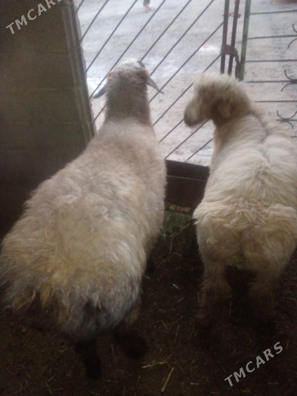 GOŶUN GOÇ - Бахарден - img 1