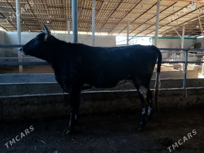 gybyryt tuwe guzlamadyk - Гарадамак - img 1