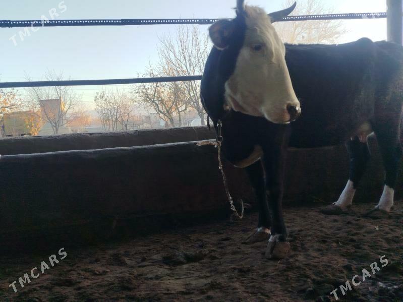 Sygyr goleli - Ak bugdaý etraby - img 1