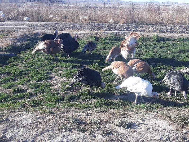 induk yumurta - Кака - img 1