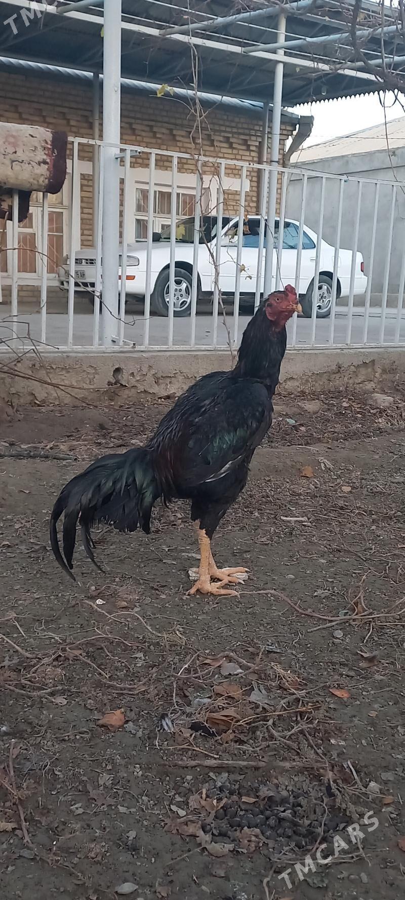 Taskent - Бахарден - img 1