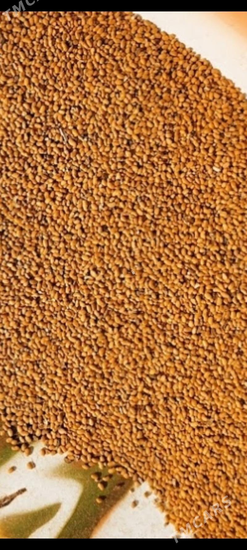 ýorunja tohum - Бахарден - img 1