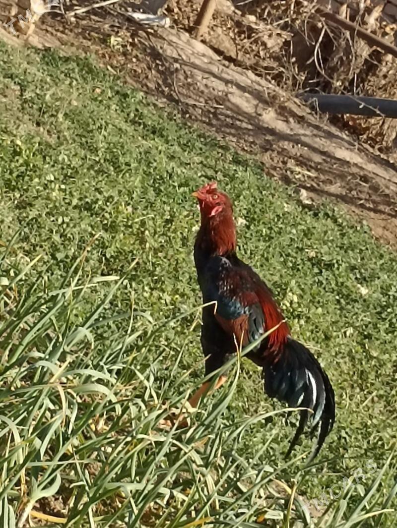 baysok horaz - Мары - img 1