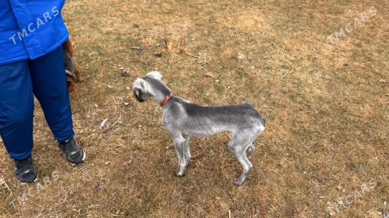 TAZY - Ашхабад - img 1