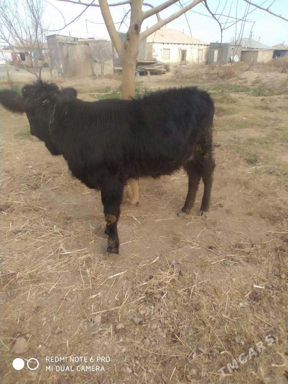 tuwe - Гёкдепе - img 1