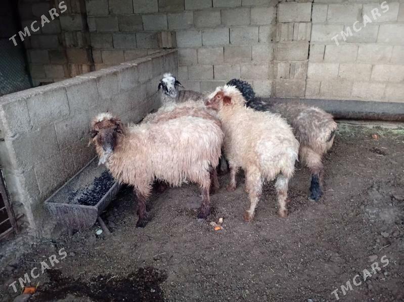 Tokly - Balkanabat - img 1