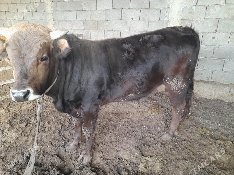 ökuz - Анев - img 1