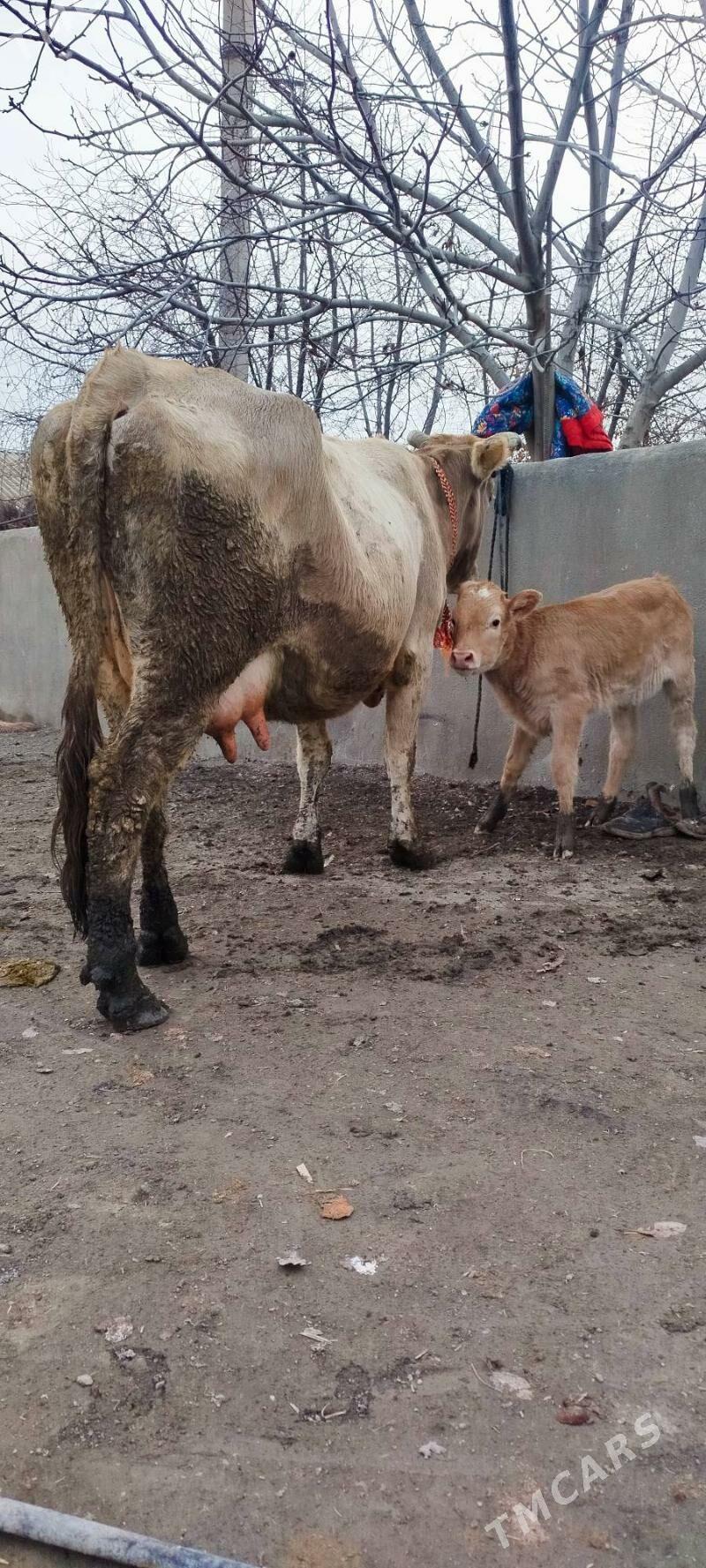 Tohum Gölely sygyr - Bäherden - img 1