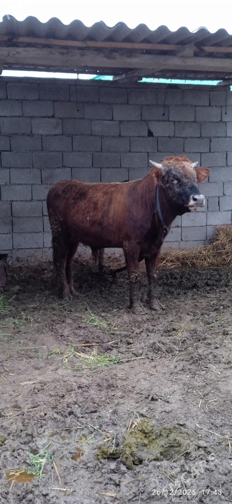 okuz - Büzmeýin - img 1