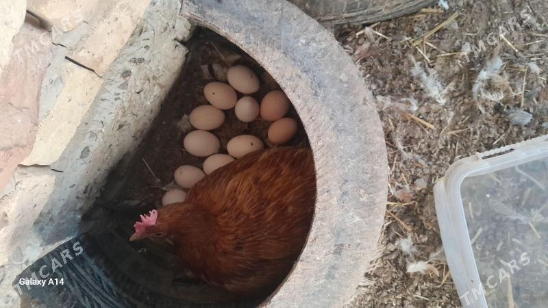 towuk yumurta - Türkmenabat - img 1