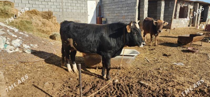 okuz bakylan - Анев - img 1