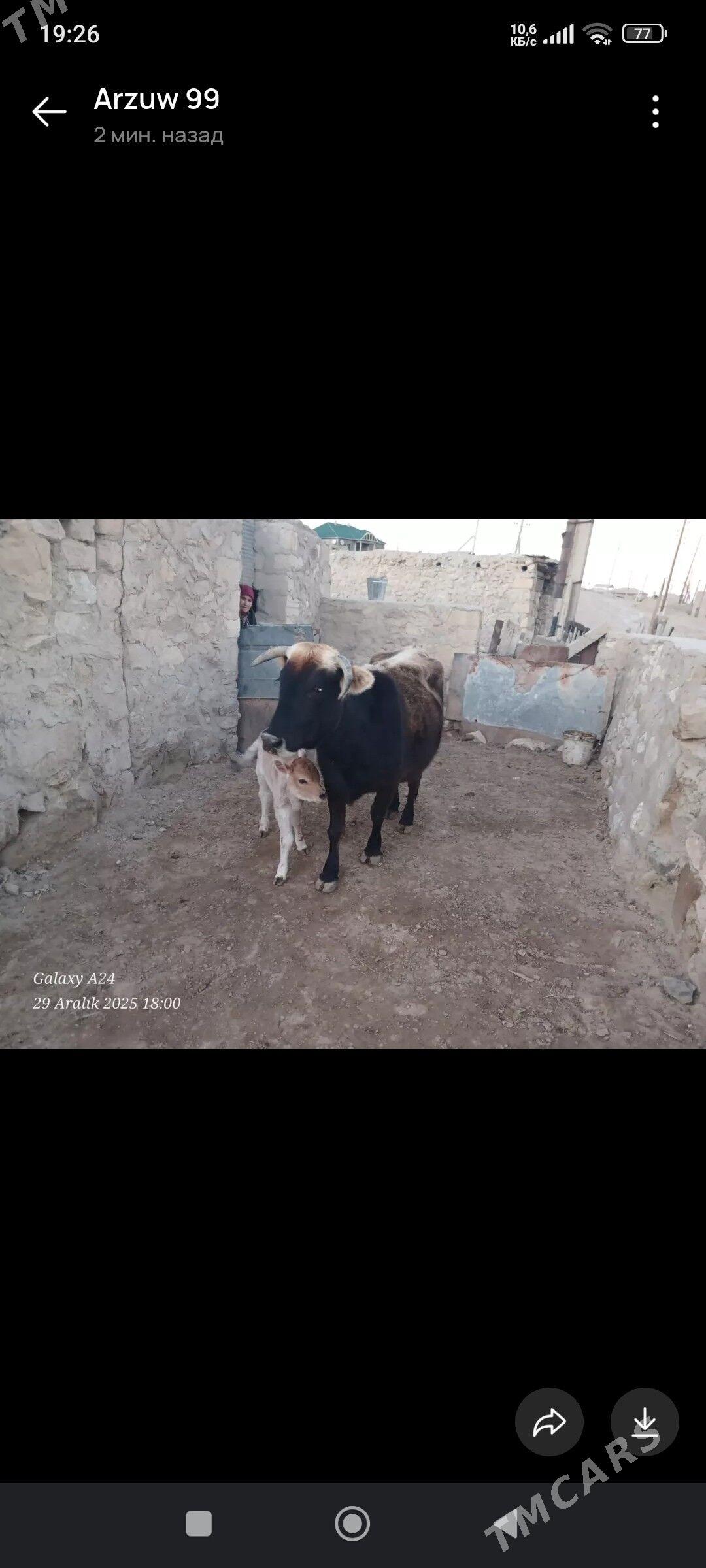 Sygyr - Джебел - img 1