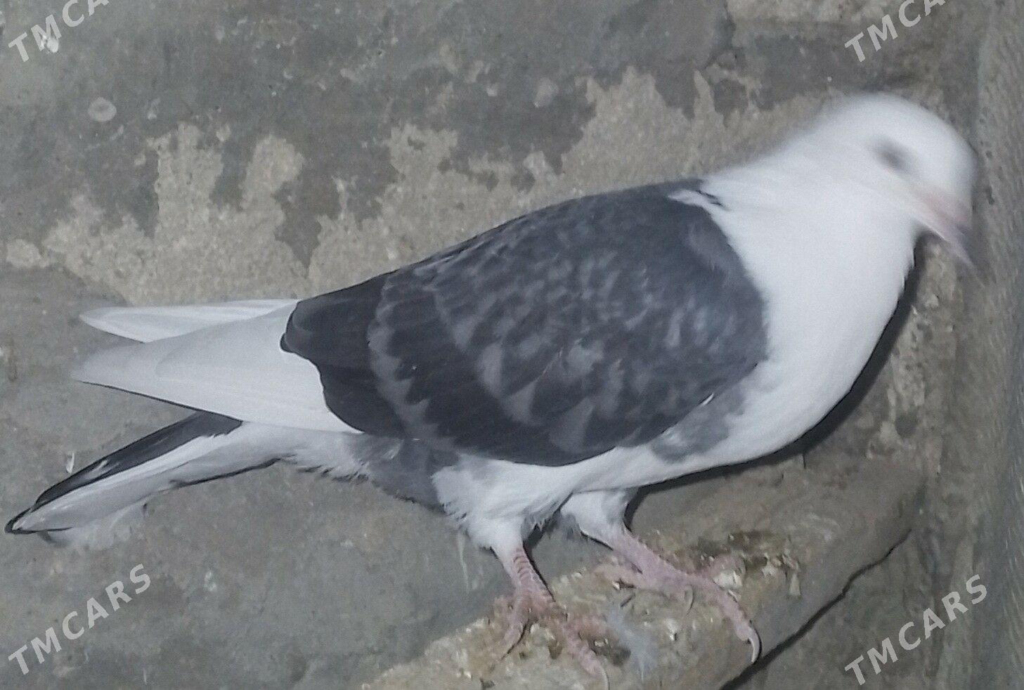 Kepderi - Gyzylarbat - img 1