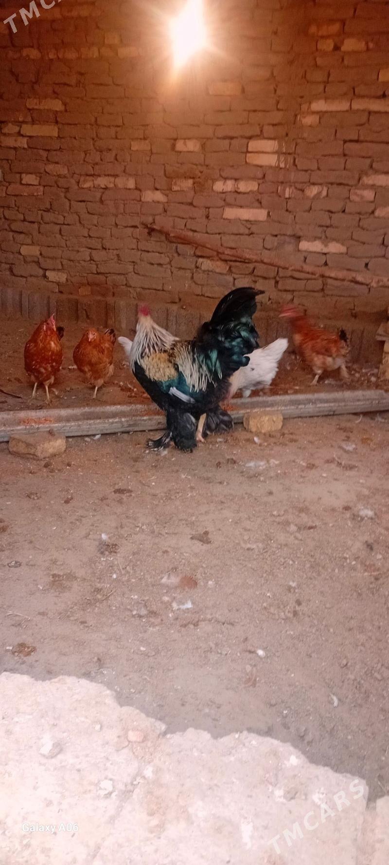 horaz - Мургап - img 1