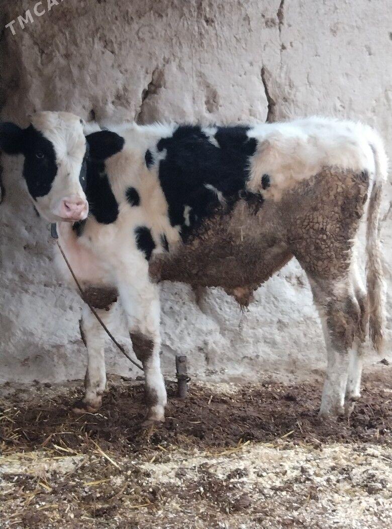 Simental galysteyin okuzce. - Sakar - img 1