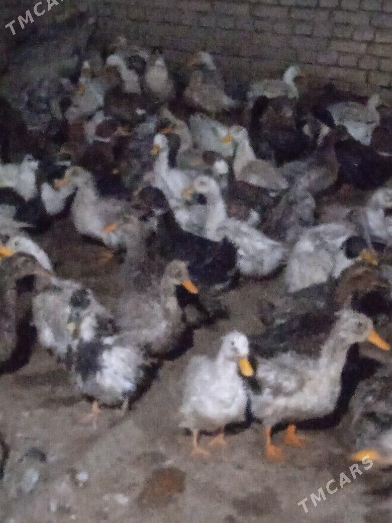 Ördek - Wekilbazar - img 1