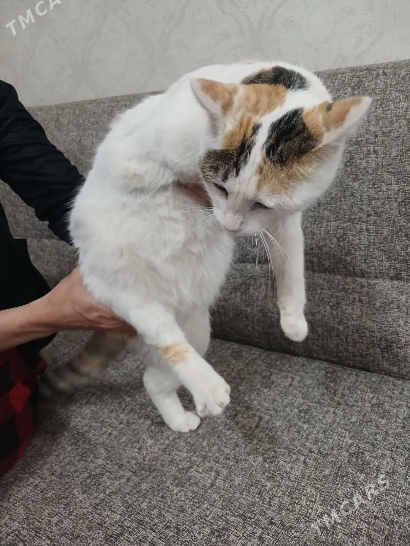 Трёхлапая кошка - Туркменабат - img 1