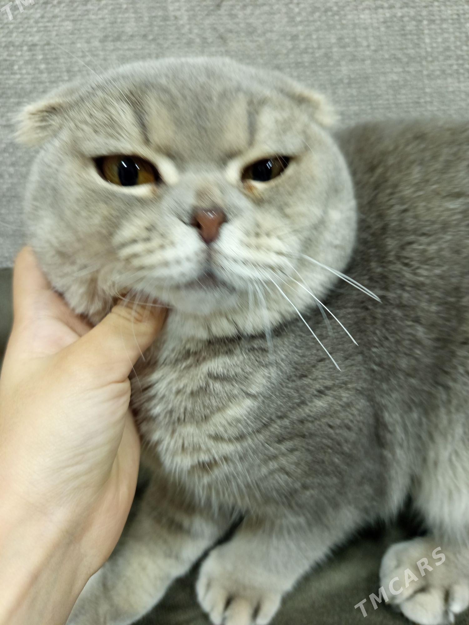 кот - Туркменабат - img 1