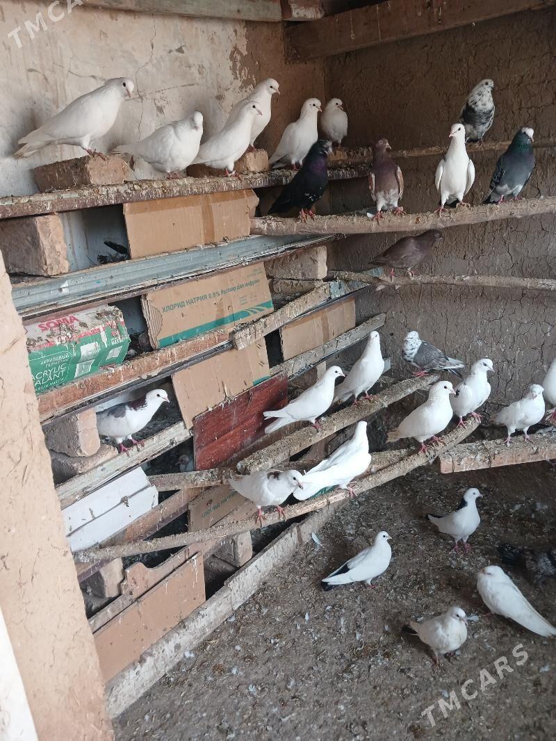 kepder - Байрамали - img 1