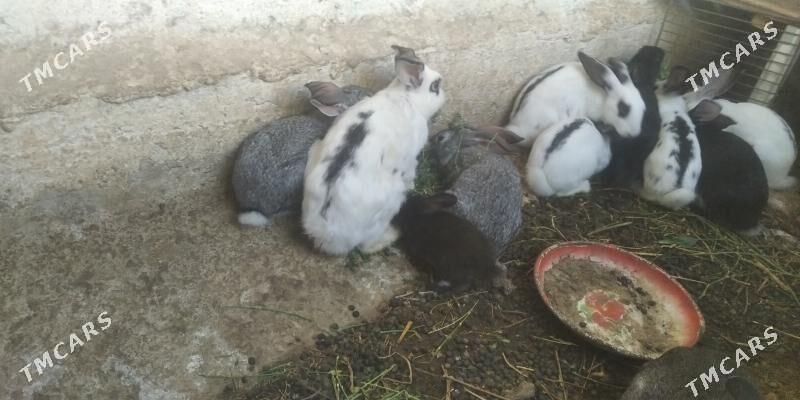 towsan - Гызыларбат - img 1