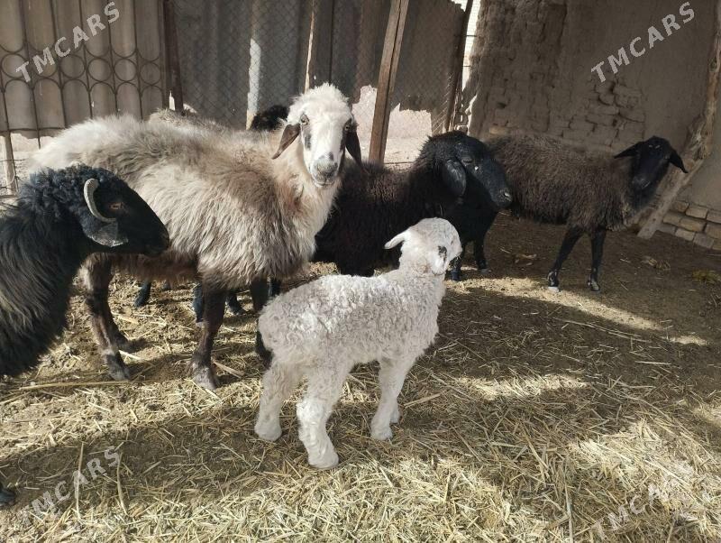 Guzuly goyun - Murgap - img 1